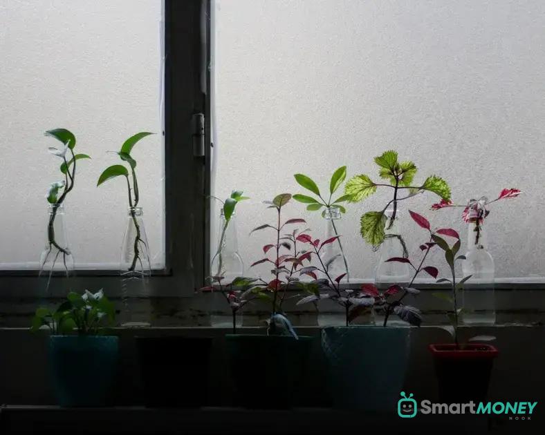 2. Self-Watering Techniques