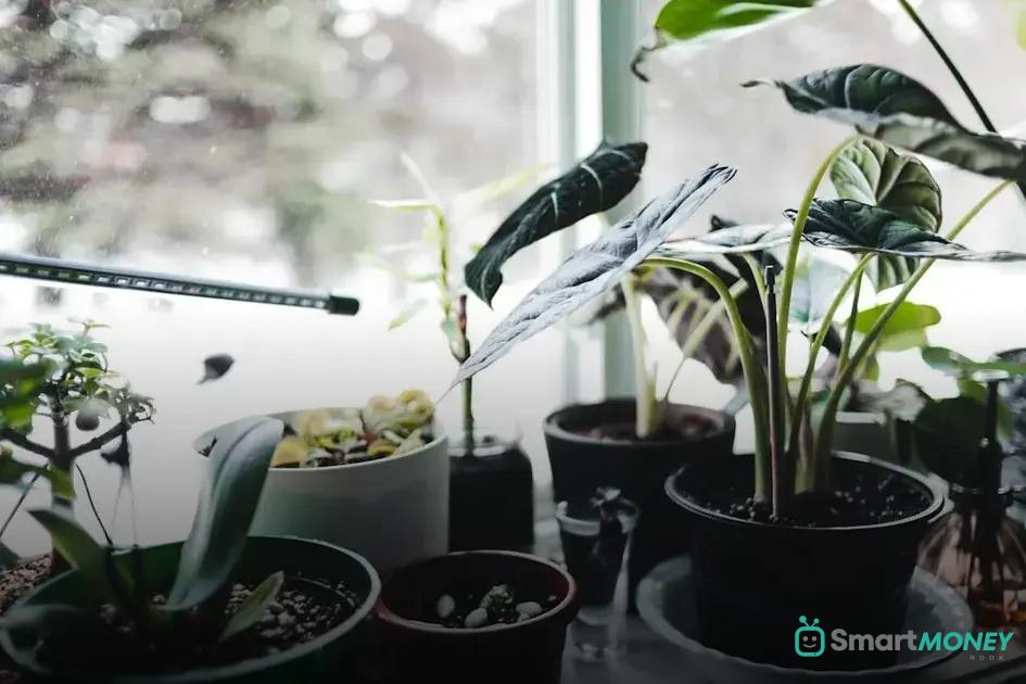 Essential Tips for Setting Up Your Kitchen Garden