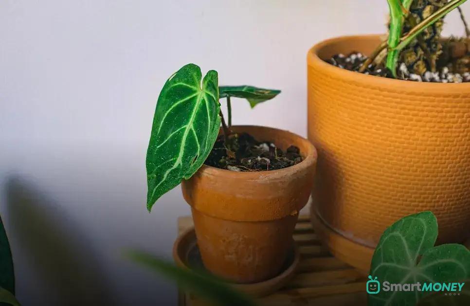 Maximizing Light for Your Kitchen Garden